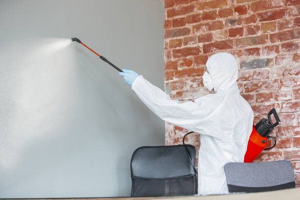 Best Black Mold Removal  in Ashville, AL