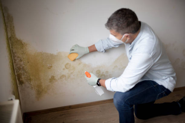 Best Mold Damage Restoration  in Ashville, AL